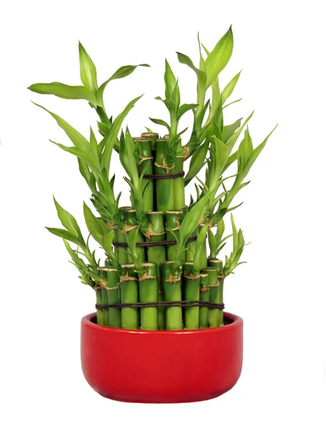 Szerencsés bambusz Stock Kép