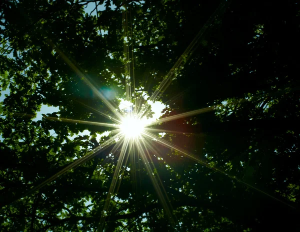 Sol a través del bosque . — Foto de Stock