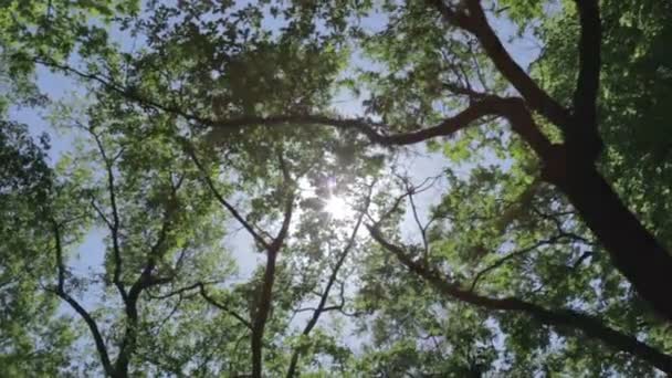 Plimbare prin pădure — Videoclip de stoc