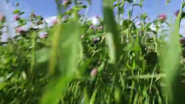 À travers l'herbe . — Video