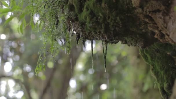 Regnet droppar. skog, moss. — Stockvideo