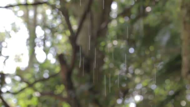 Σταγόνες βροχής. άνοιξη. — Αρχείο Βίντεο