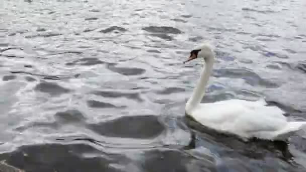 Cisne blanco — Vídeo de stock
