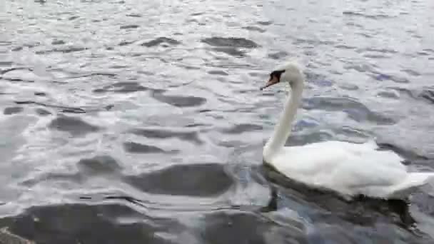 Cisne Branco — Vídeo de Stock