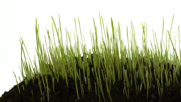 Herbe verte poussant isolée sur un timelapse blanc et lisse, avec zoom et panoramique lents .