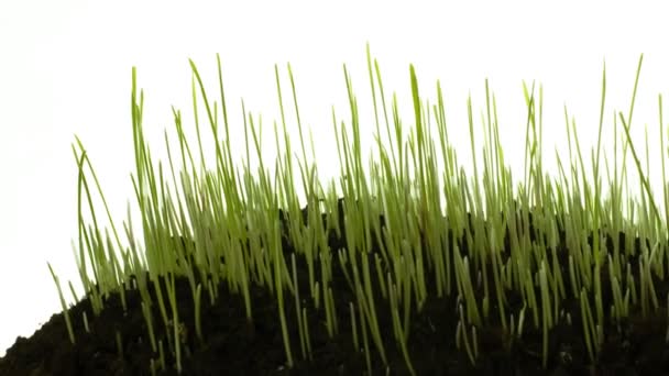 Crecimiento de hierba verde aislado en blanco, timelapse suave, con zoom lento y panorámica . — Vídeo de stock