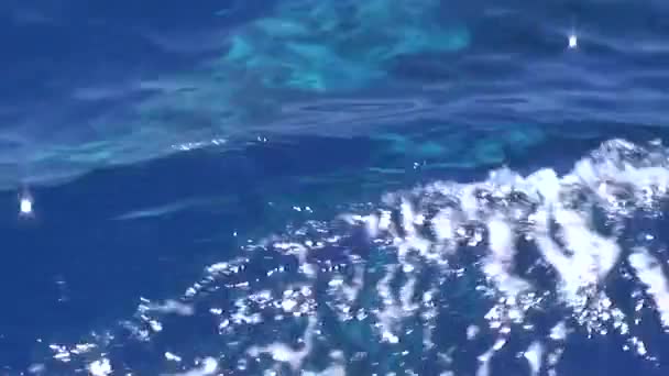 Salto de marisco, pesca desportiva . — Vídeo de Stock
