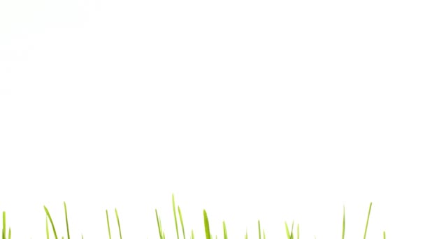 Herbe verte poussant isolée sur un timelapse blanc et lisse .