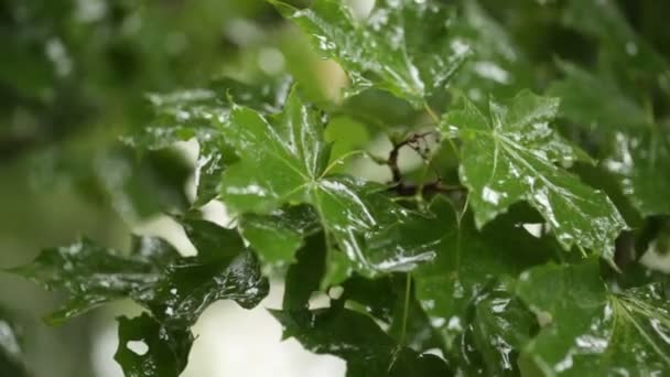 Chuva cai em folhas verdes. primavera . — Vídeo de Stock