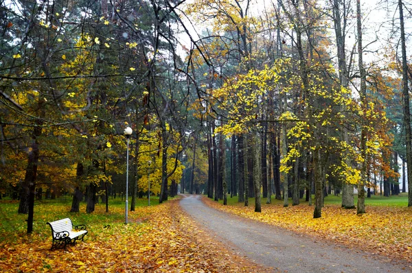 Estrada de outono . — Fotografia de Stock