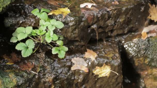 Cascade dans le parc de la ville . — Video