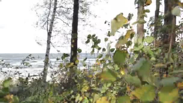 Byig vind på stranden. — Stockvideo