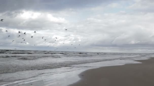 Måsar flyger ovanför en havskust. — Stockvideo