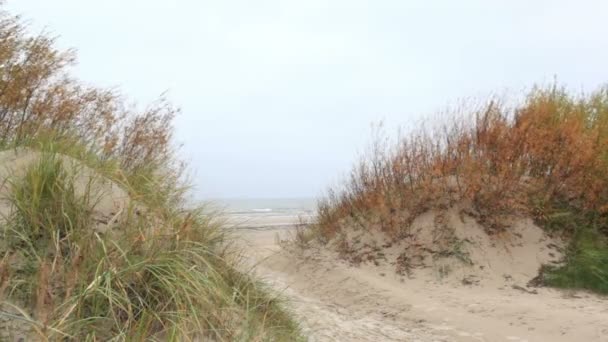 Grass on the Baltic sea coast. — Stock Video