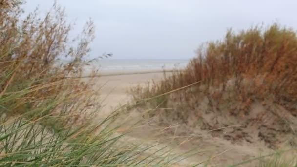 Gras aan de kust van de Baltische Zee. — Stockvideo