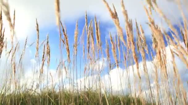 Orejas de hierba amarilla sobre el cielo azul . — Vídeos de Stock