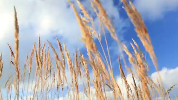 Oreilles d'herbe jaune sur le ciel bleu . — Video