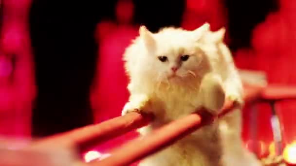 Twee witte katten zijn het maken van stunts in het circus. — Stockvideo