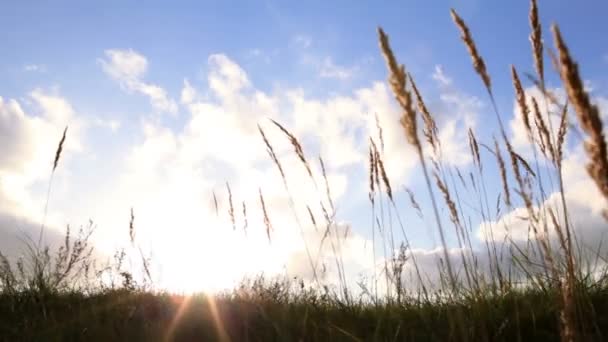 Orejas de hierba y cielo con nubes al atardecer . — Vídeos de Stock