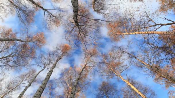 Levant les yeux dans un bouleau — Video