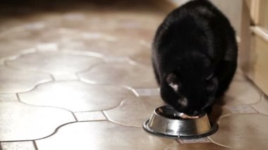 Kara kedi evde yemek