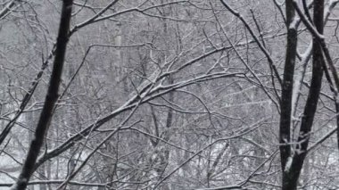 kar yağışı ve ağaçlar. geniş shot.