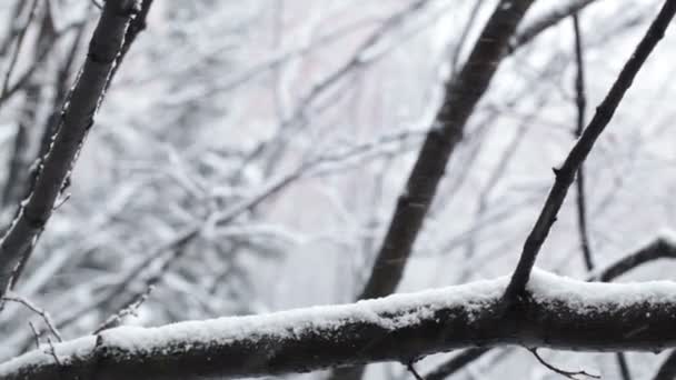 Kar yağışı ve ağaçlar — Stok video