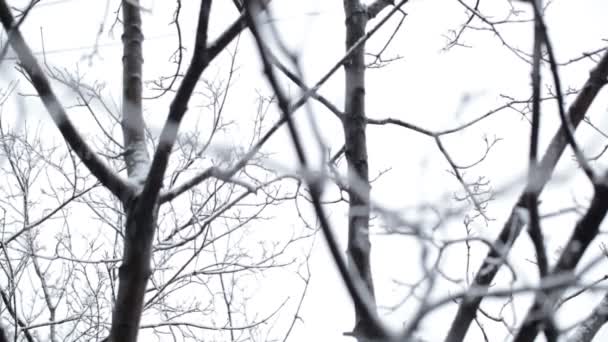 Les chutes de neige et les arbres 