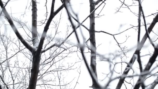 Schneefall und die Bäume — Stockvideo