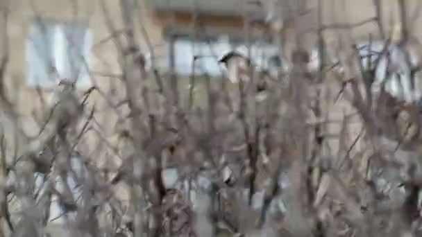 Kudde van mussen zittend op blote bush — Stockvideo