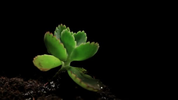 Green sprout growing from soil on black background. Macro shot. — Stock Video