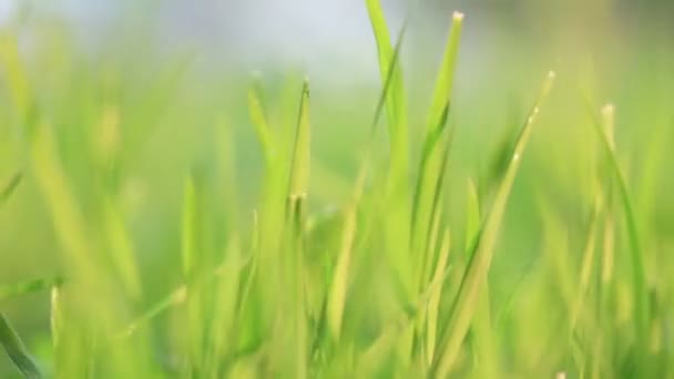Hierba verde — Vídeo de stock