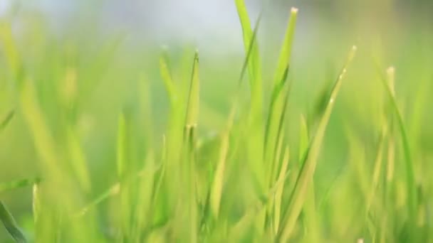 Groen gras — Stockvideo