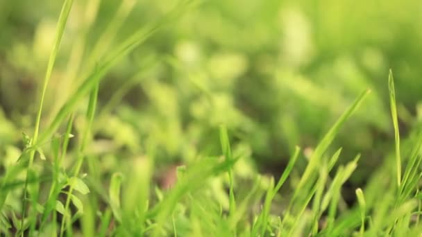 Зеленая трава — стоковое видео