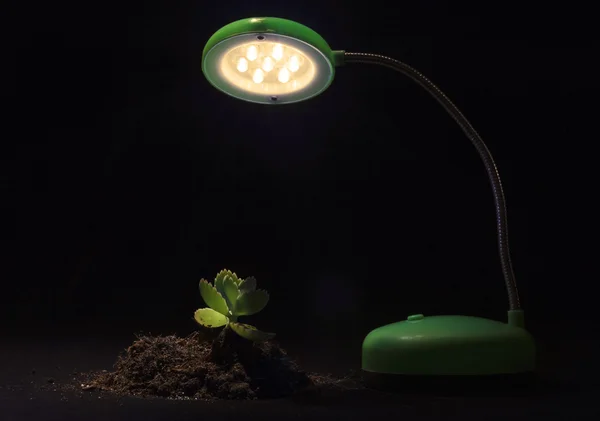 Young sprout and table lamp on a black background — Stock Photo, Image