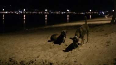 üç sokak köpeği Beach gece