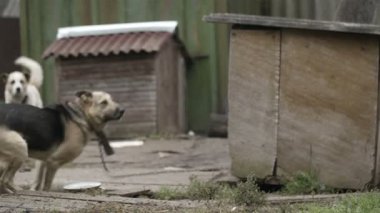 köpek yiyecek yakalamak bir zincir üzerinde.