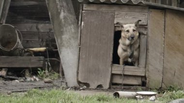 köpek köpek evden gizlice