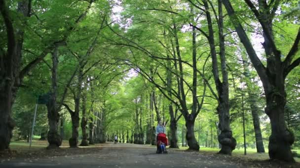 Femeie sau îngrijitor de copii care își iau copilul pentru o plimbare în pădure împingând scaunul de împingere pe un bulevard căptușit de copaci — Videoclip de stoc