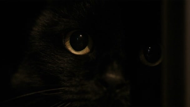Close-up van zwarte kat gezicht met gele ogen staren ergens — Stockvideo