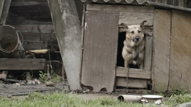 Собака виглядає з собачого будинку — стокове відео