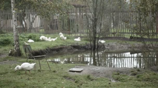 Domestic ducks and geese — Stock Video