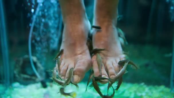 Garra Rufa fish pedicure — Stock Video