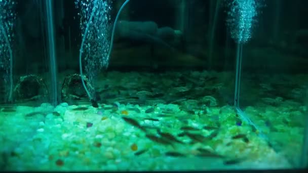 Ayak Garra rufa balık ile peeling — Stok video