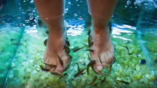 Feet spa treatment with fish — Stock Video