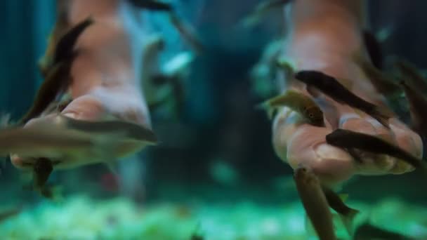 Balık spa pedikür Sağlık Cilt Bakımı tedavisi — Stok video