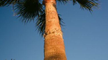 rüzgarlı bir gün palmiye ağacı