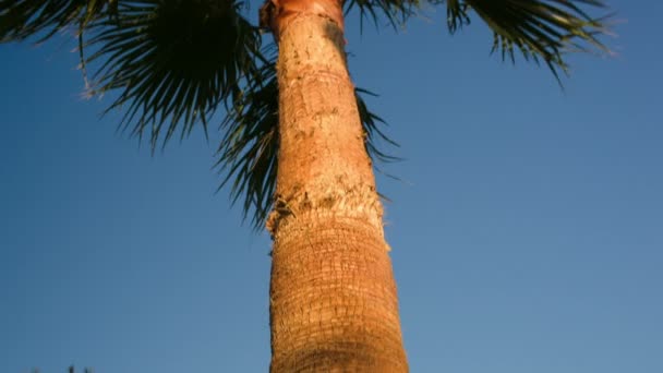 Palm tree on a windy day — Stock Video