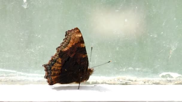 Pencere kenarında yürüyen kahverengi benekli kelebek — Stok video