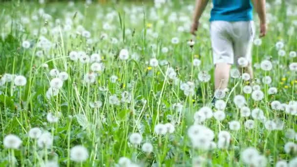 Dandelions arasında yürüyen çocuk — Stok video